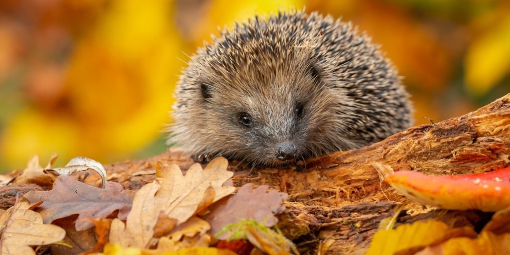 Citizen Scientists Have Found the World’s Oldest European Hedgehog