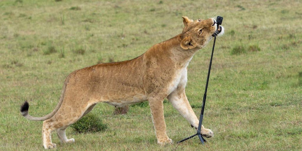 A Lioness Stole a Working Camera, and the Footage It Took Went Online