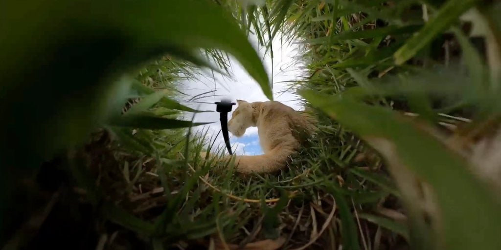 a close up photo of a lioness